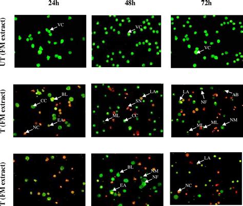 Table 1 From Cytotoxicity Effect And Morphological Changes Of