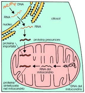 Mitocondri Sapere It