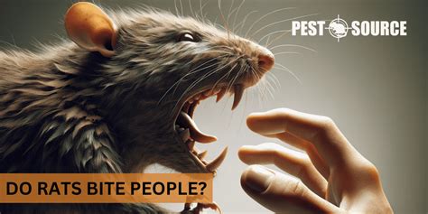 Do Rats Bite People Pest Source