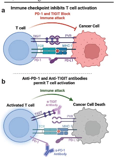 [pdf] Dual Blockade Of Inhibitory Immunoreceptors Tigit And Pd 1 Produces Optimal Synergistic