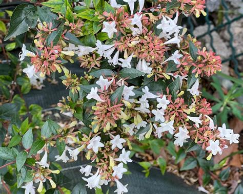 Abelia X Grandiflora Gardensonline