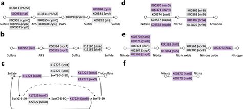 Schematics Of The Selected Sulfur And Nitrogen KEGG Metabolic Pathways