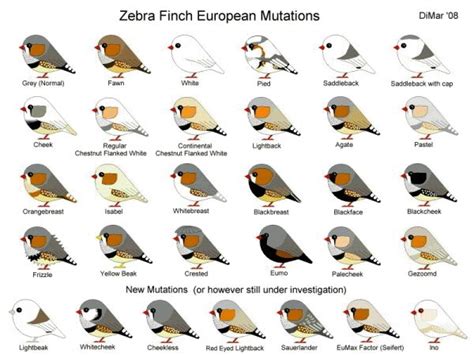 Zebra Finch European Mutation | Zebra finch, Pet birds parrots, Pet birds