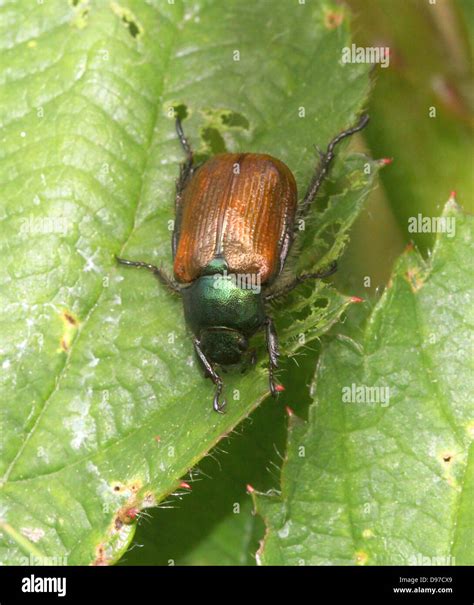 Detailed Macro Close Up Of A Dune Chafer Anomala Dubia A Small