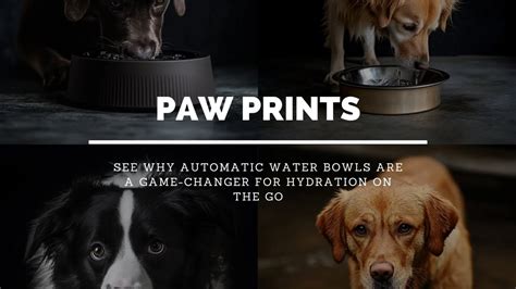 Why Choose An Automatic Water Bowl For Your Dog