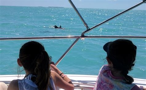 Key West Wild Dolphin Trip 800 667 5524