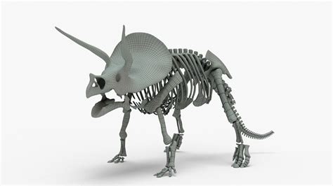 3D Model Triceratops Rigged Skeleton VR AR Low Poly CGTrader