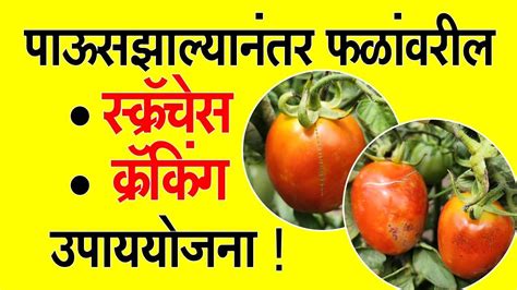 पाऊसझाल्यानंतर फळांवरील स्क्रॅचेस व क्रॅकिंग उपाययोजना ।doctorkisanटोमॅटोलागवडबाजारभाव