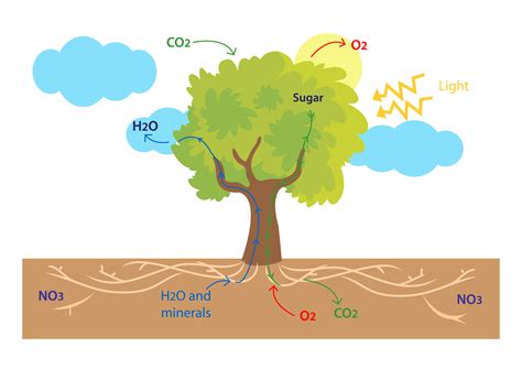 Nutrient Cycle From Inorganic To Organic Material Earth 45 Off