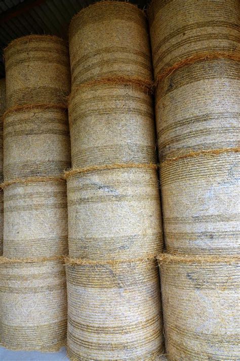 Barley Straw Bales Stacked In Barn Stock Image Image Of Scottish