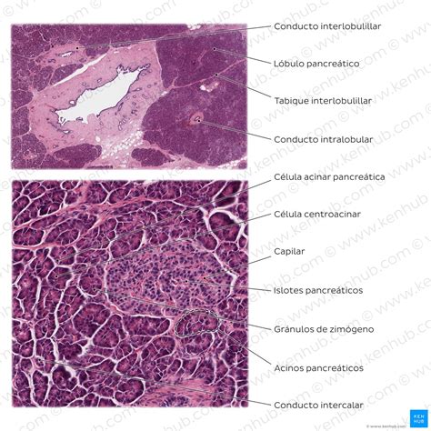 Histología del páncreas Partes exocrinas y endocrinas Kenhub