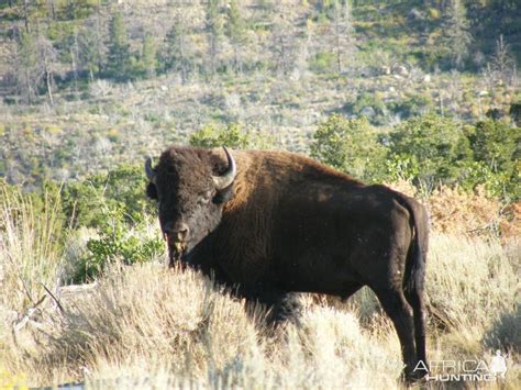 Bison in the Henry Mountains of Utah | AfricaHunting.com