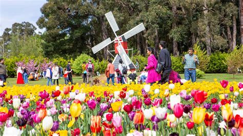 Tesselaar Tulip Festival All The Details