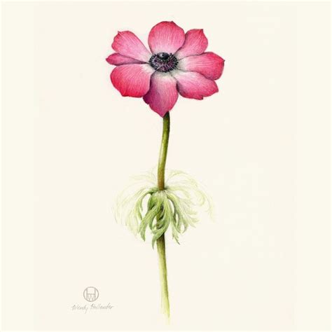 Flowers Gallery Botanical Artist Illustrator Learn To Draw Art