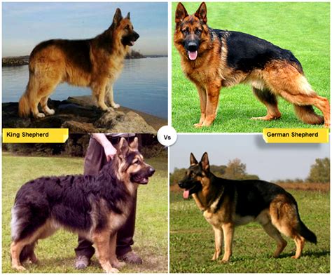 11 Dog Breeds Similar To The German Shepherd Hubpages