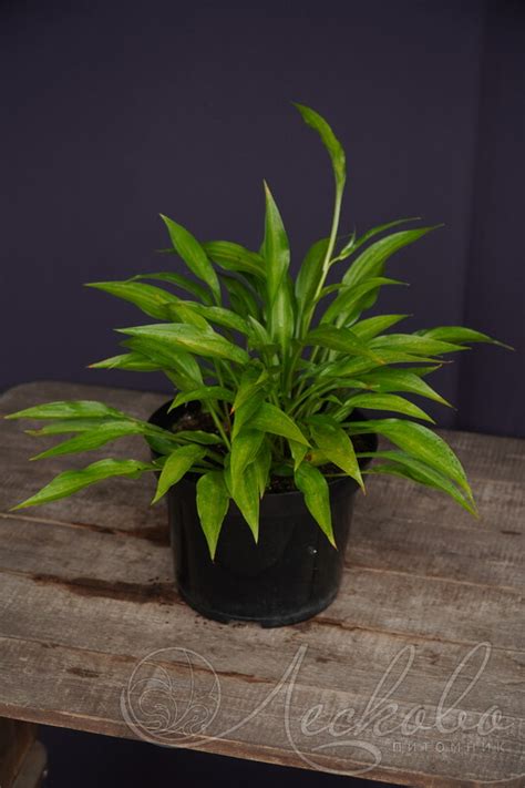 Хоста ланцетолистная (Hosta lancifolia) - Хоста ланцетолистная