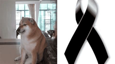 Se Nos Adelanto Cheems El Famoso Perrito De Los Memes Ha Muerto