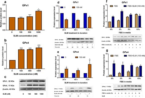 Relative Protein Expression Levels Of Gpx1 And Gpx4 A B And C 48 H