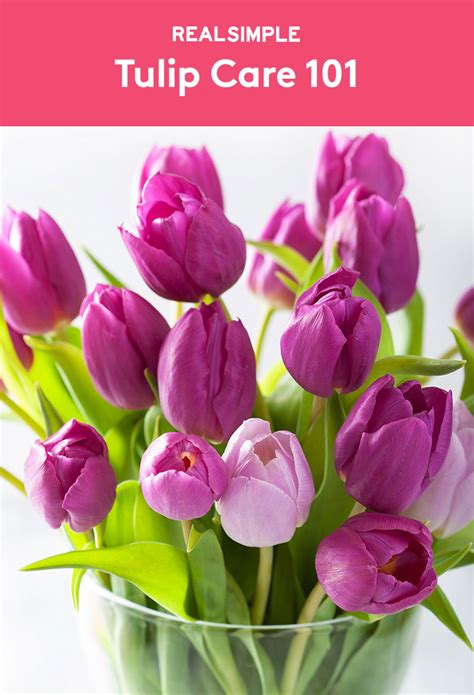 Easy Tips And Tricks How To Care For Tulips When To Plant Tulips