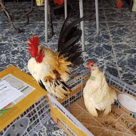 Terbaru Galeri Foto Ayam Serama Hobi Ternak