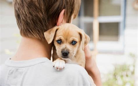 Ado O De Animais Saiba Como Adotar Um Pet Revista Meu Pet