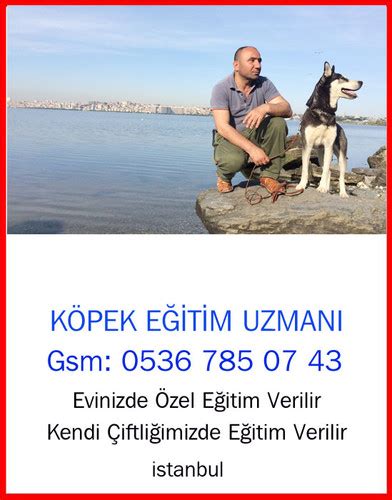 Adalar Köpek Eğitmeni Fatihhayvanhastanesi