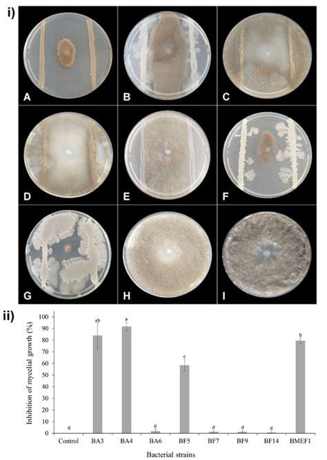 In Vitro Inhibitory Activities Of Isolated Bacteria Against B Cinerea