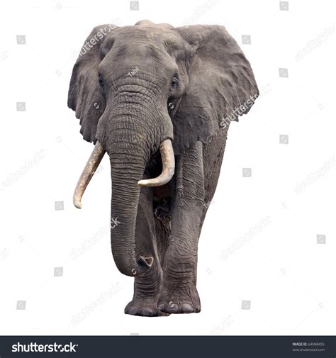 african elephant ears images stock  vectors shutterstock