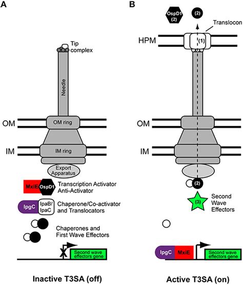 Frontiers | Implications of Spatiotemporal Regulation of Shigella ... 