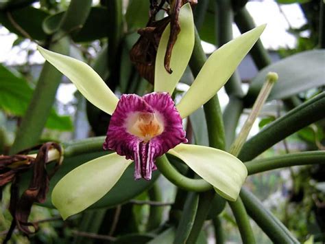 How To Care For Vanilla Orchid Plantly