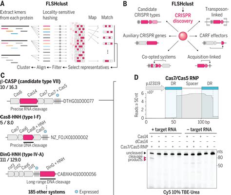 Uncovering The Functional Diversity Of Rare Crispr Cas Systems With