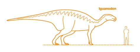 Iguanodon (Iguanodon bernissartensis) Dimensions & Drawings ...