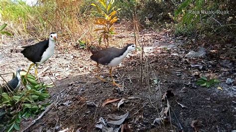 Mikat Ruak Ruak Bird Trap Racik Gantung Ampuh 100 YouTube