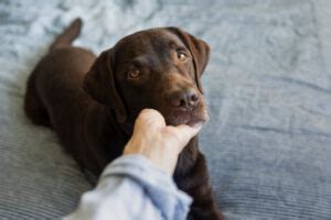 Vomissements et diarrhée chez les chiens notre vétérinaire explique