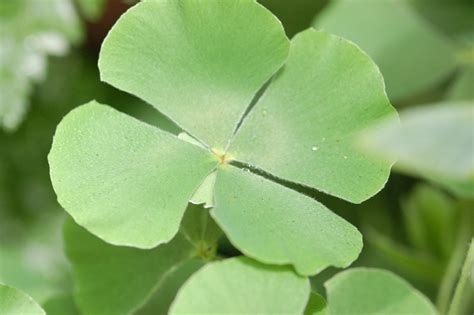 Marsilea - Waterclover -- Discover Life