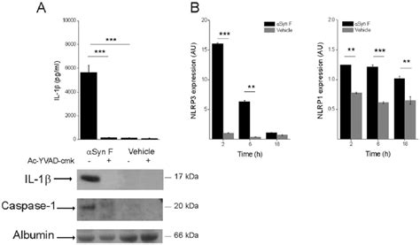 Il 1b Induced By Asyn F Is Mediated By Caspase 1 Activation And Download Scientific Diagram