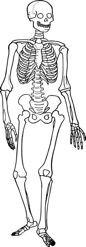 comparing vertebrate skeletons