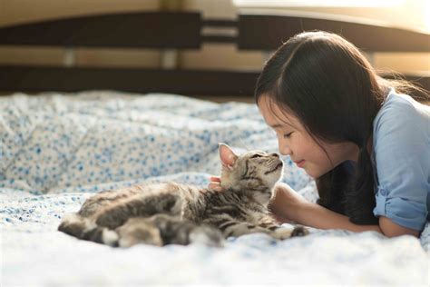 Descubre curioso método japonés para hallar a un gato perdido Bioguia