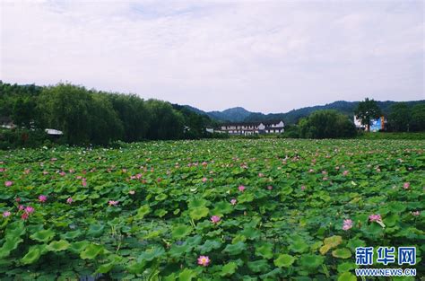 江西广昌：夏日荷花醉清池 新华网