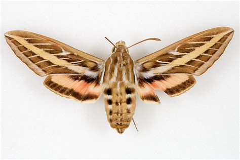 Large Moths — Texas Insect Identification Tools