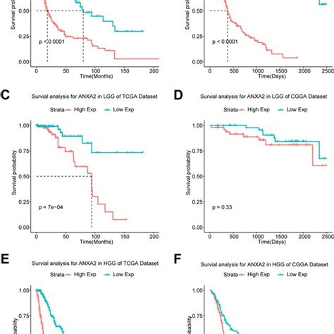 Survival Analysis Of Glioma Patients Based On Anxa Expression In Tcga