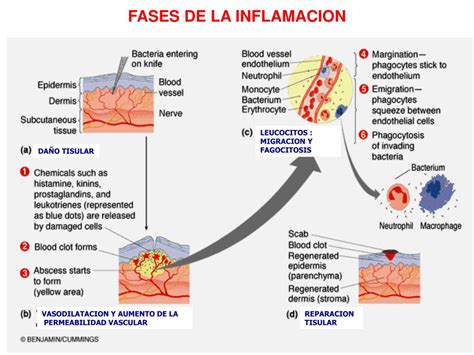 Fases Inflamacion