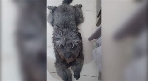 Cachorrinho sumiu no Jardim Novo Milênio na região do Bairro Canadá