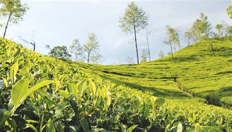 Assam’s Tea Industry To Welcome Rs 550cr Budget The Business Post