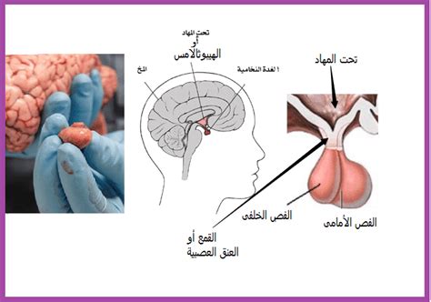 2017 مدونة أحمد النادى لأحياء الثانوية العامة