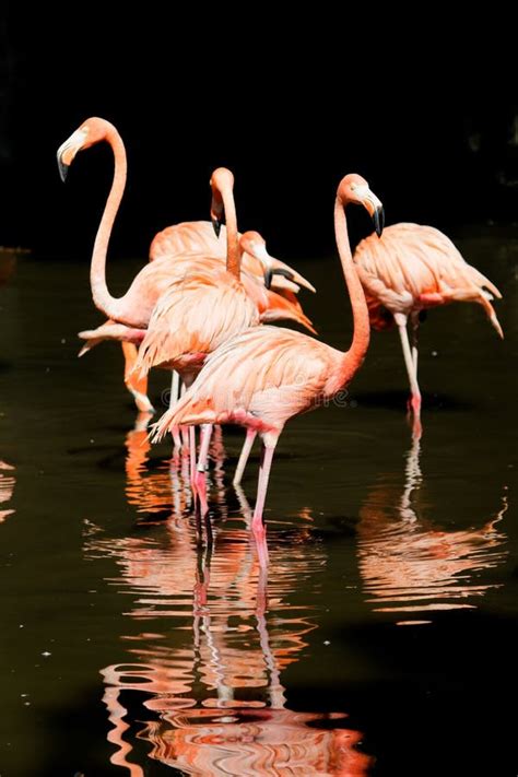 Uccelli Rosa Del Fenicottero In Acqua Fotografia Stock Immagine Di