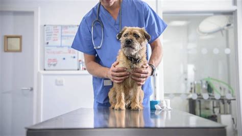 All You Need To Know About Pet Vaccinations Rspca Pet Insurance