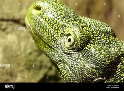 crocodile monitor lizard Stock Photo - Alamy