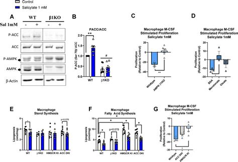 AMPK Phosphorylation Of HMGCR Is Required For The Decrease In