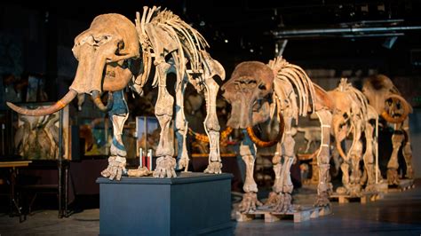 El Museo Del Mamut Que Se Inaugur En Aifa Architectural Digest